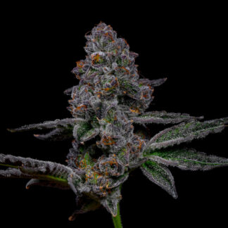 Lemon Cherry Fritter