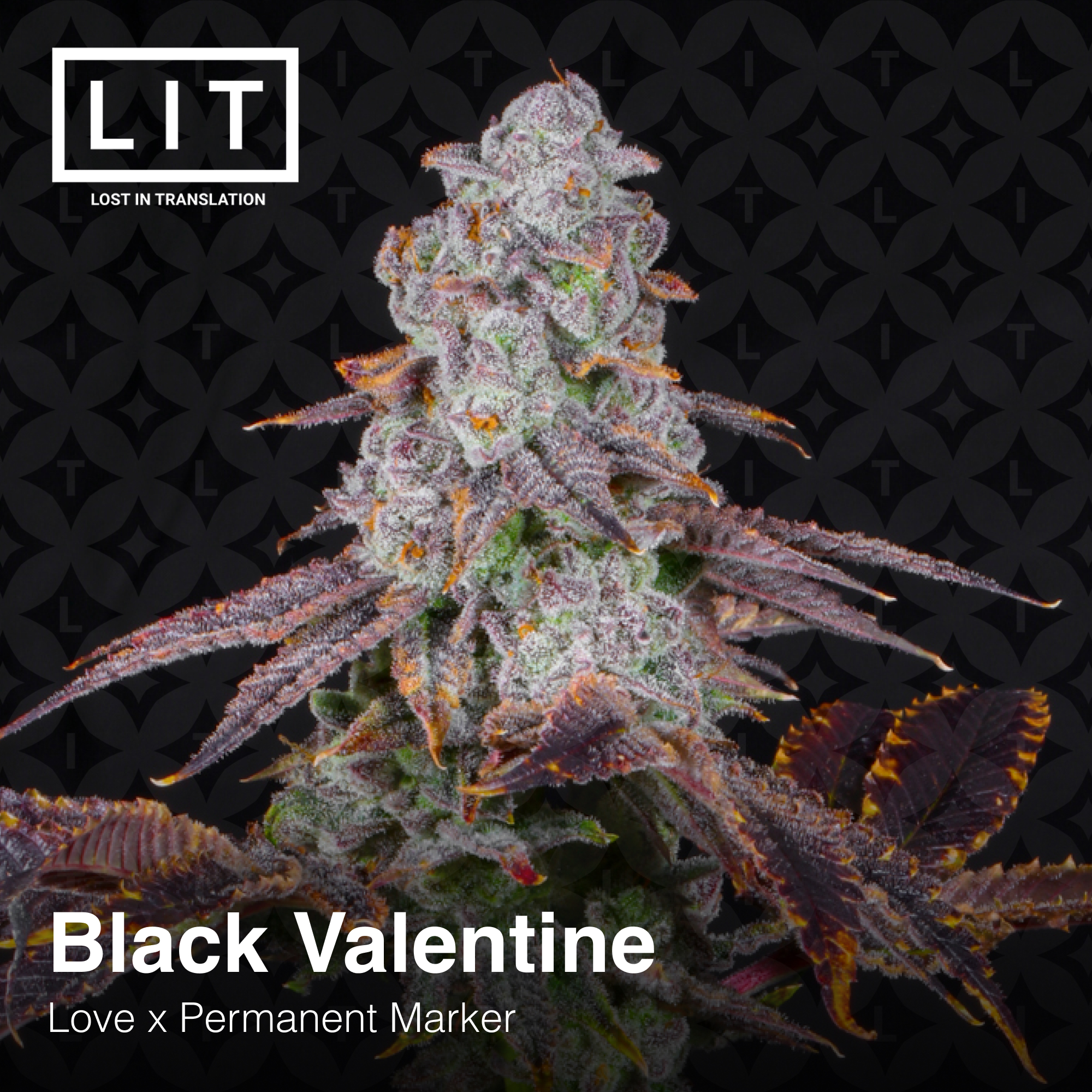 Black Valentine - Image 2