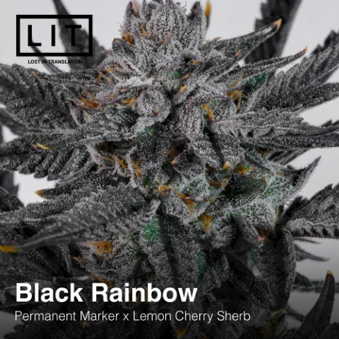 Black Rainbow - Image 4