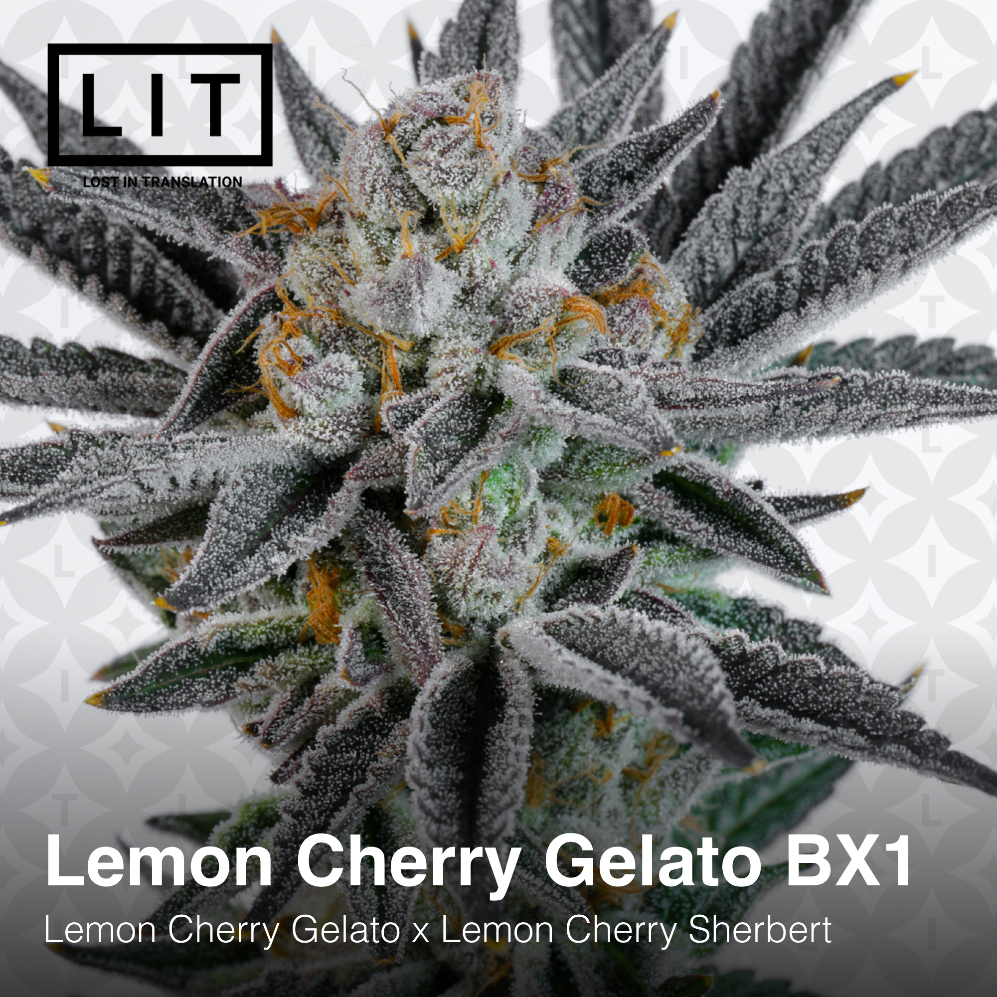 Lemon Cherry Gelato BX1 - Image 3