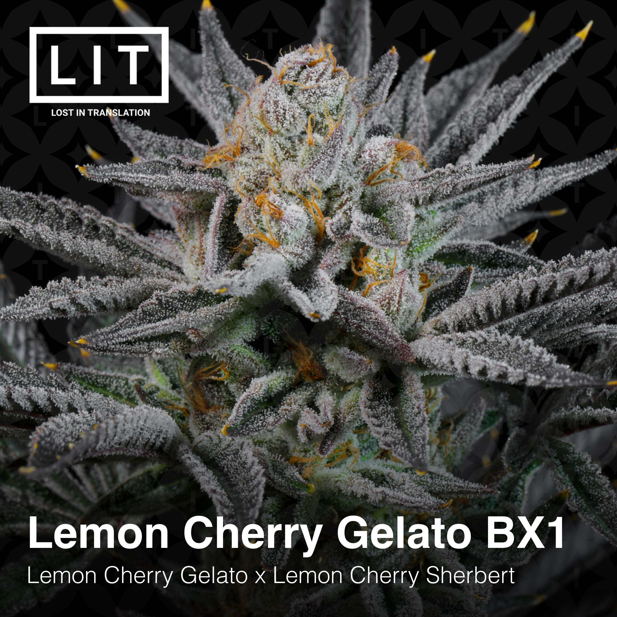 Lemon Cherry Gelato BX1 - Image 4