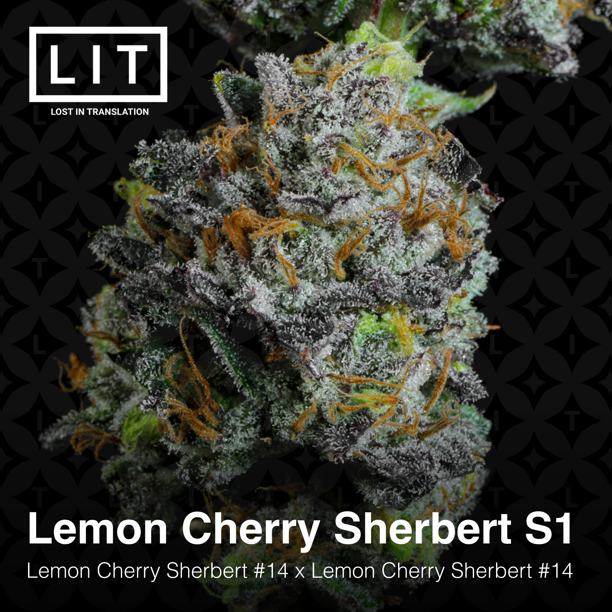 Lemon Cherry Sherbert S1 - Image 4