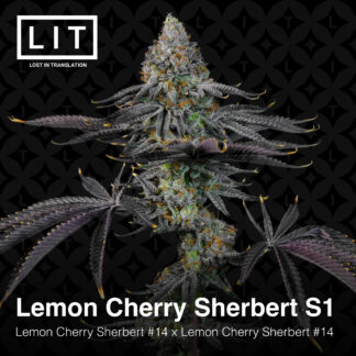 Lemon Cherry Sherbert S1