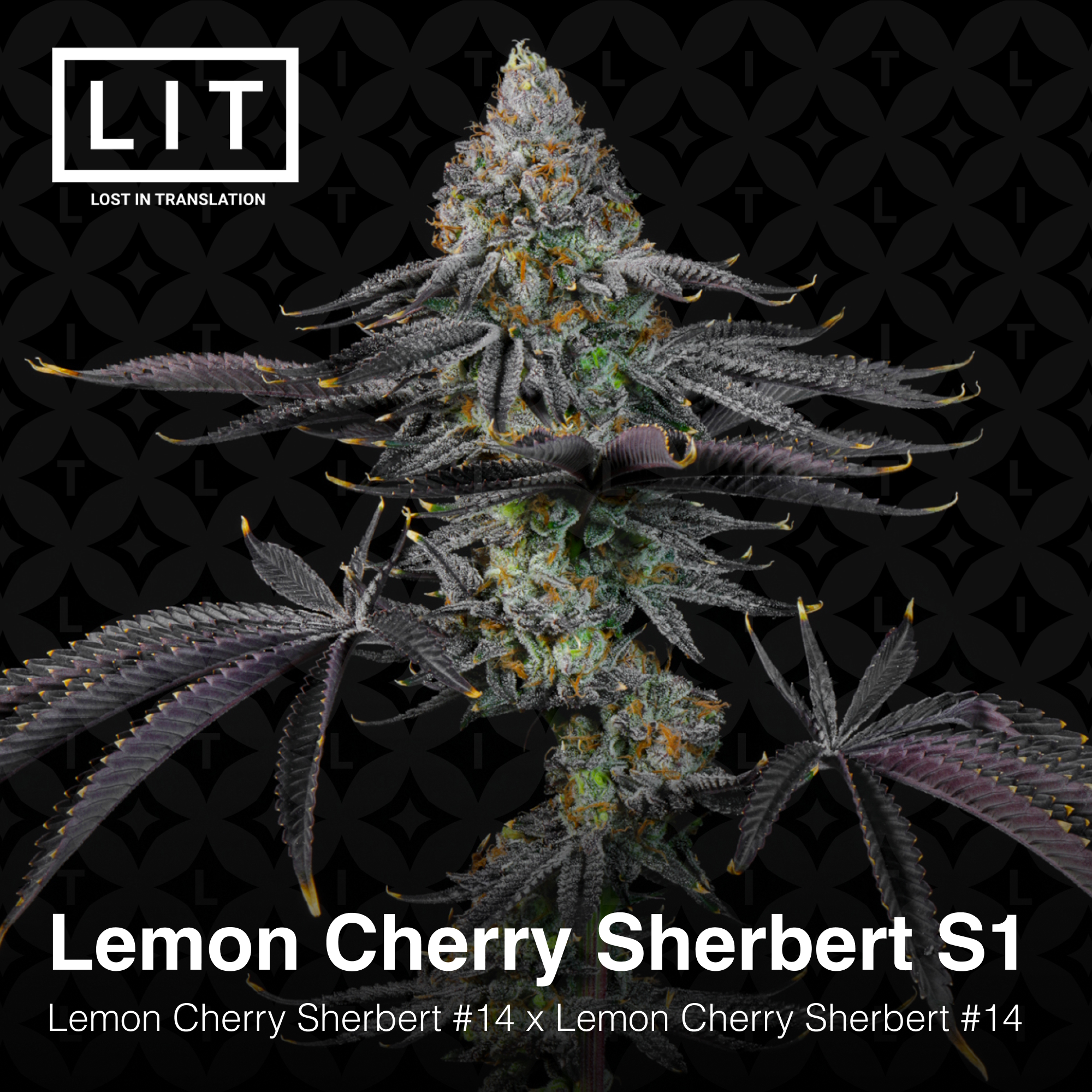 Lemon Cherry Sherbert S1