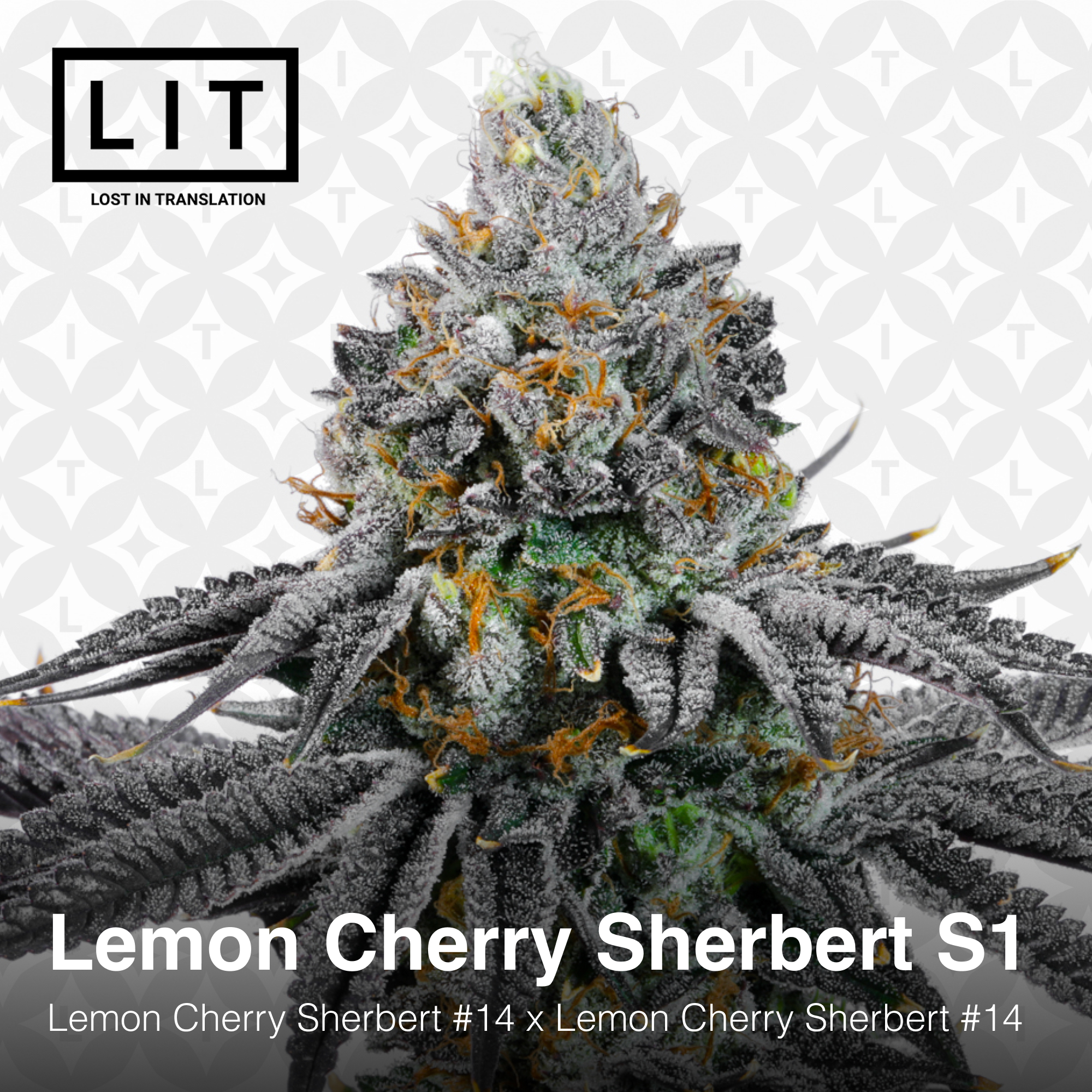 Lemon Cherry Sherbert S1 - Image 6