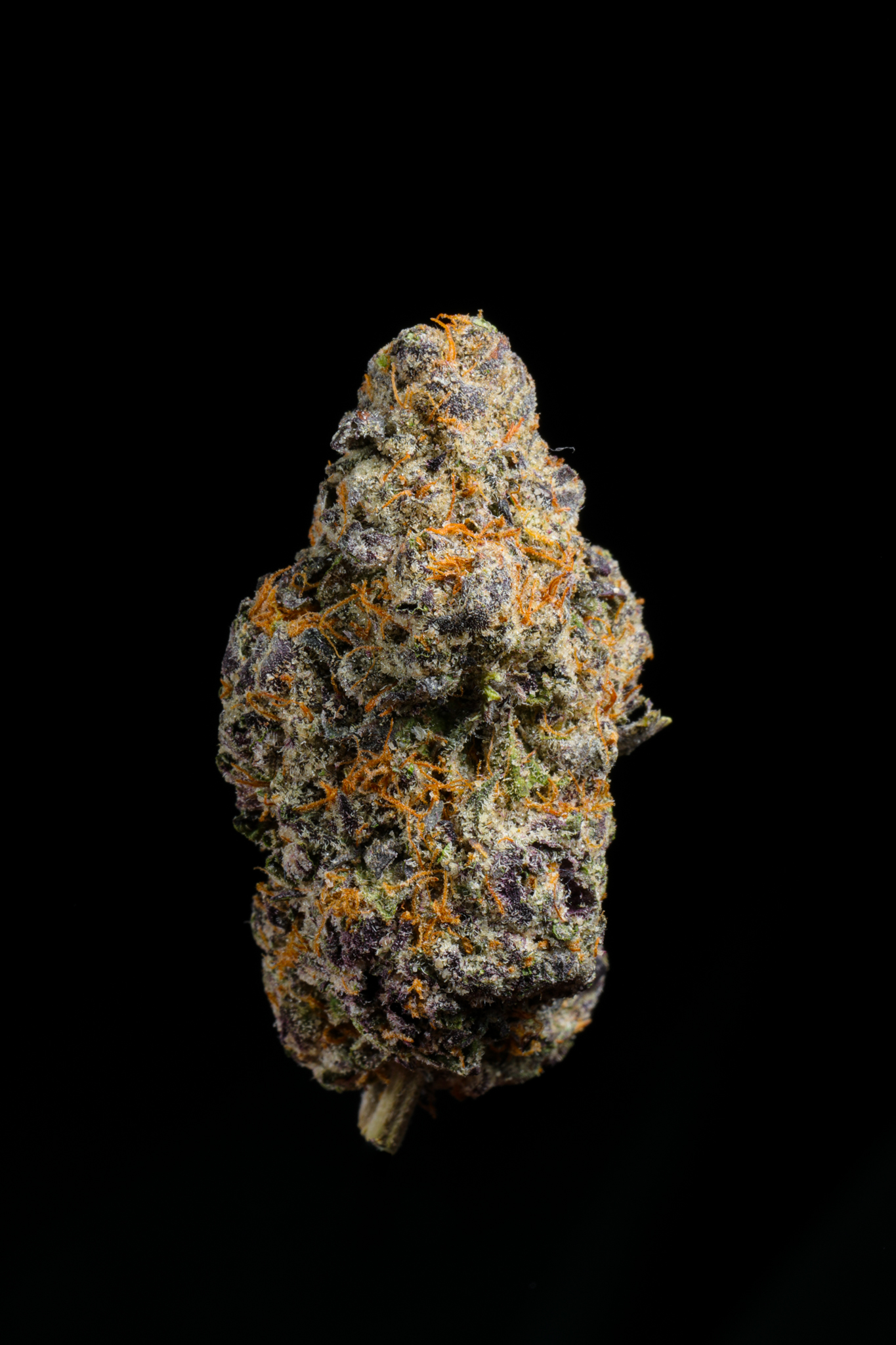 Blue Nerds THCA Flower - Image 4