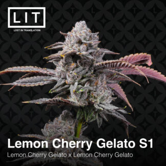 Lemon Cherry Gelato S1